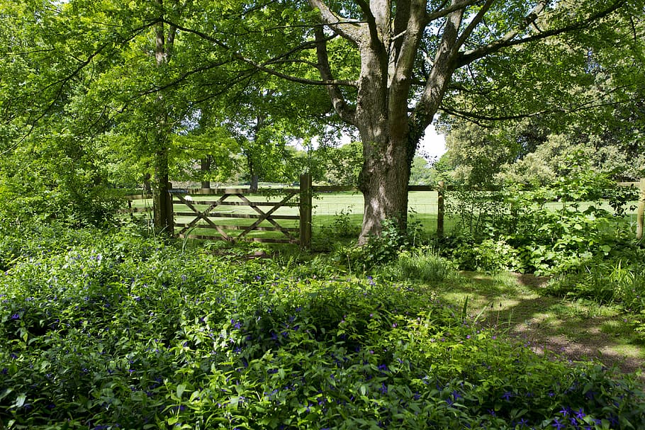 tree, brown, wooden, fence, daytime, woodland walk, old oak tree, field gate, pasture, dapple shade