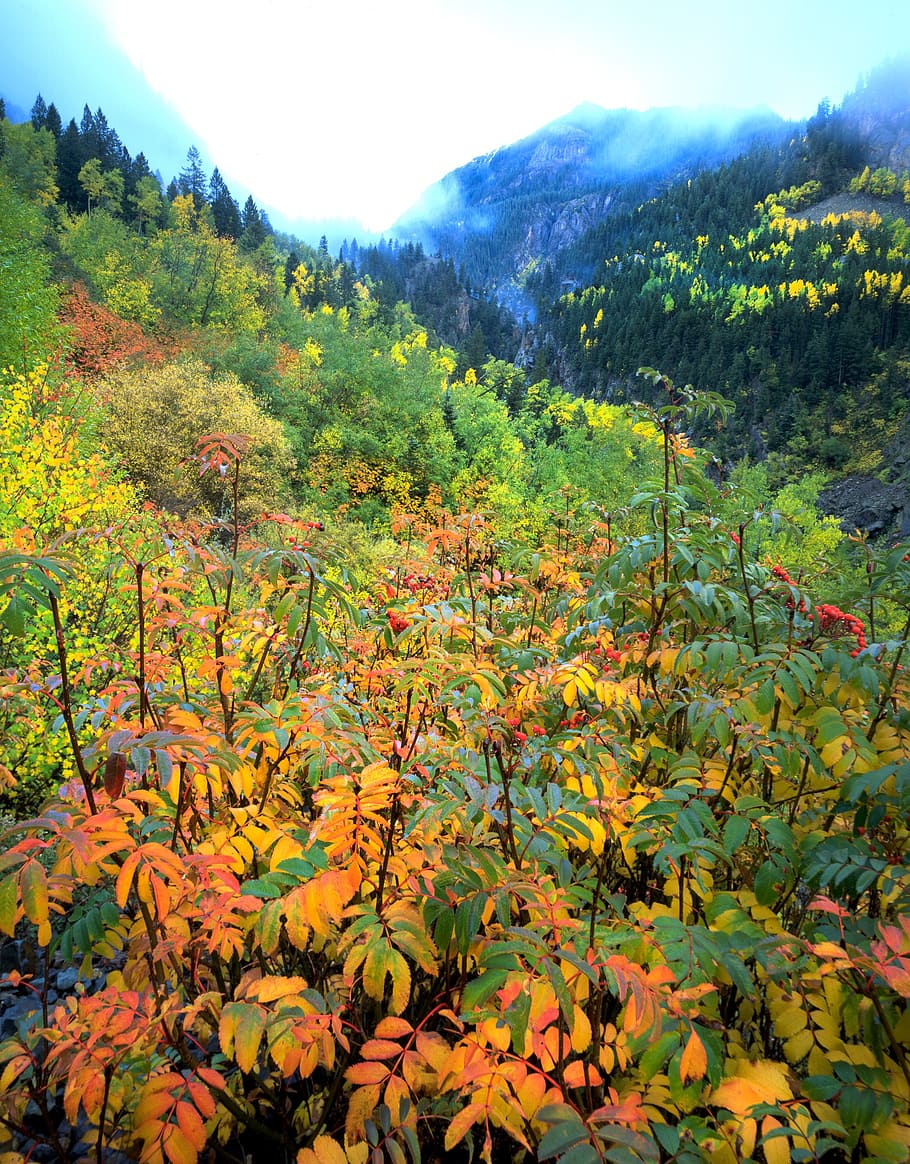 aspen, autumn, colorado, tree, yellow, forest, fall, nature, foliage, leaves