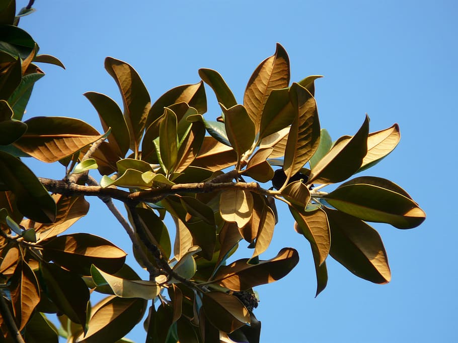 hojas de magnolia, árbol, hojas, magnolia, magnoliengewaechs, magnoliaceae,  parte de la planta, hoja, planta, cielo | Pxfuel