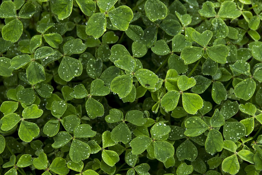 verde, plantas, dia, trevo, folha, trevo branco, santo, desktop, oxalis tuberosa, irlandês