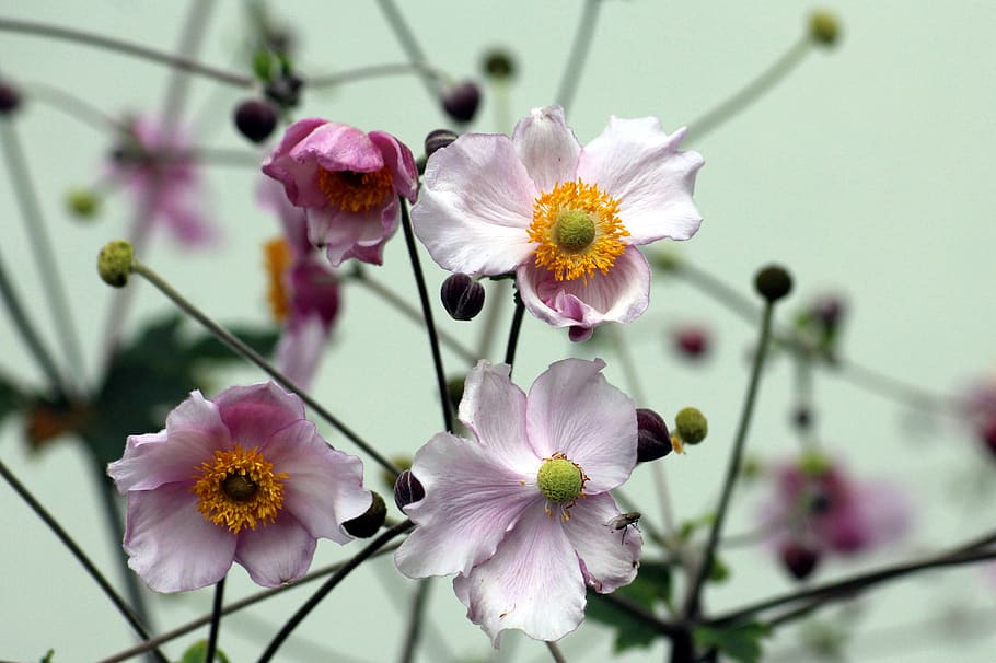 japanese anemone, anemone, flowers, pink, pink flowers, summer, nature, flowering plant, flower, plant