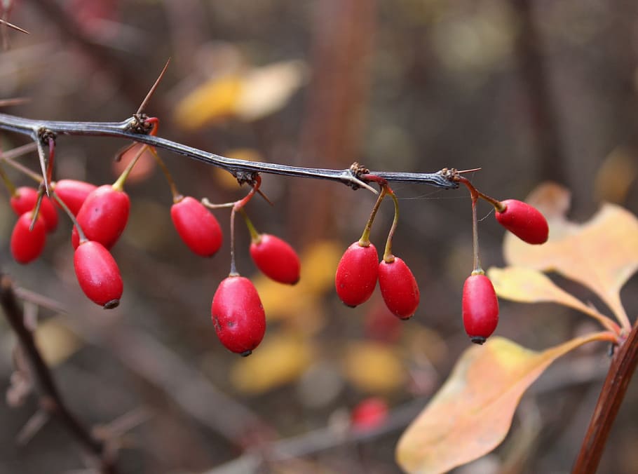 red, cherries, shallow, focus photography, barberry, berry, spikes, bush, autumn, leaves