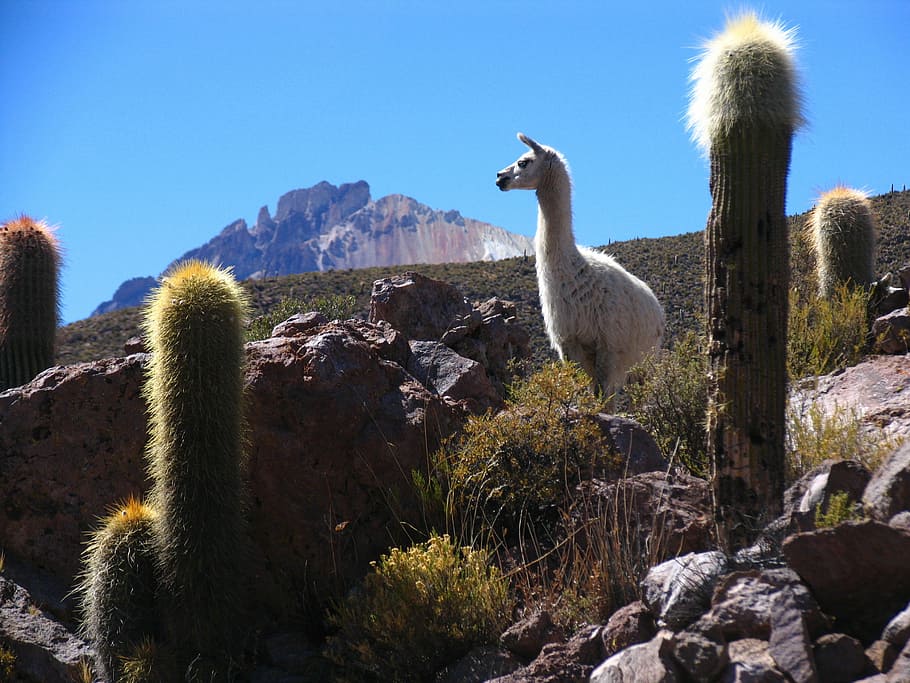llama, bolivia, cactus, montaña, paisaje, animal, cuello largo, naturaleza, andes, planta