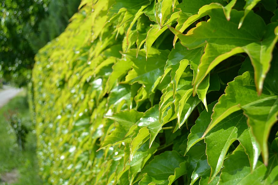 woodbine, hedge, nature, listie, green, foliage, green color, plant part, growth, leaf