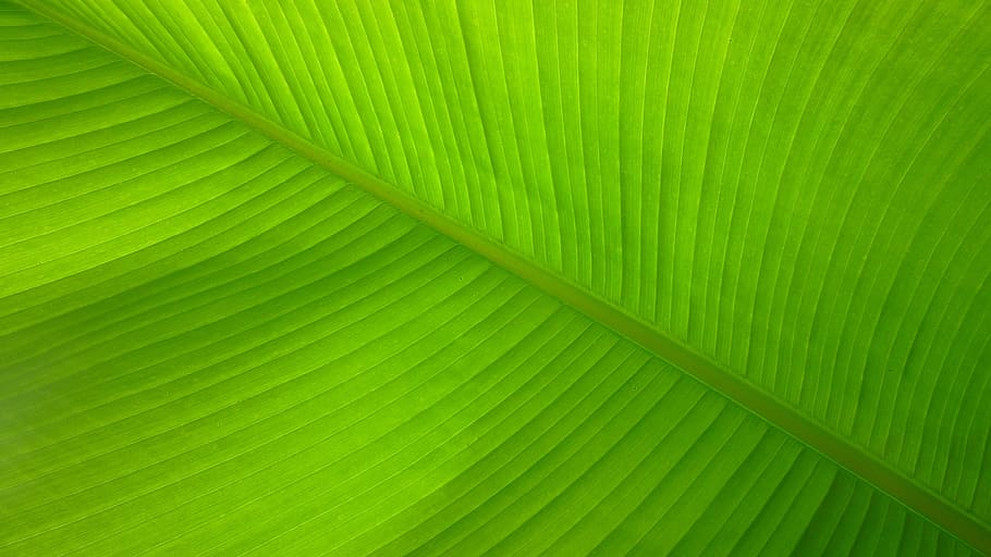 緑, 葉, クローズアップ, 写真, バナナの葉, 線, 繊維, パターン, 背景, 自然