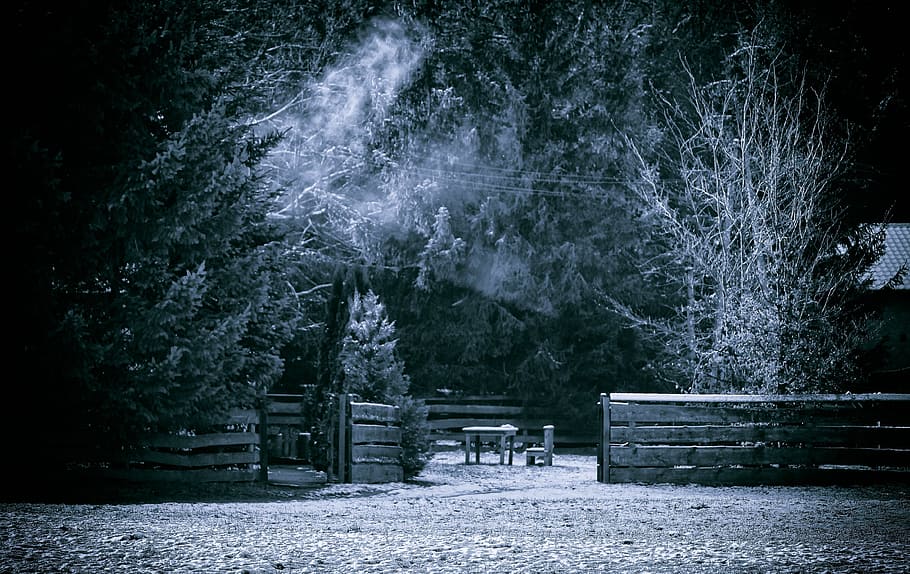 grayscale photo, wooden, fence, trees, winter, snow, cold, tree, frost, forest