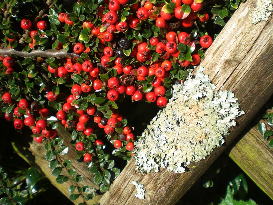 cotoneaster, berries, plant, fence, ornamental, autumn, red, food and drink, food, freshness