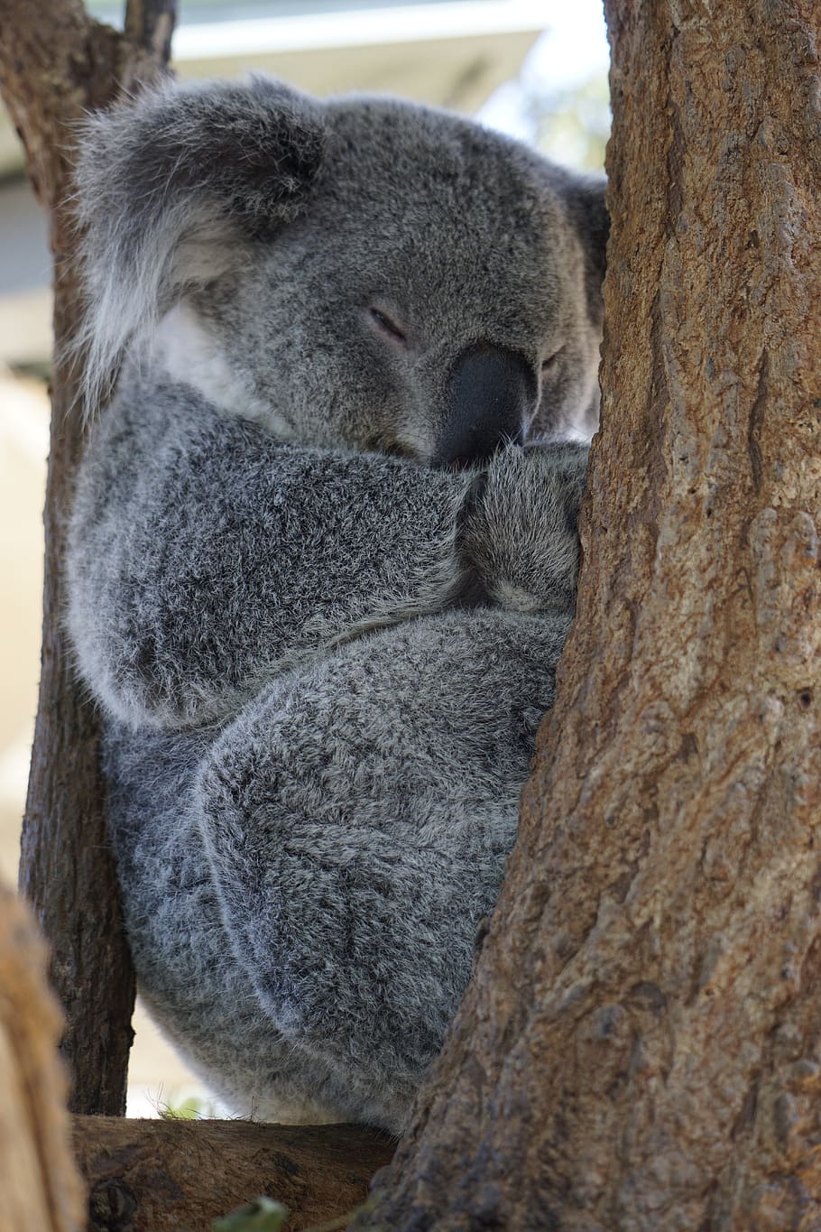 Australia Koala Zoo Adorable Sleep Marsupial Trunk Tree