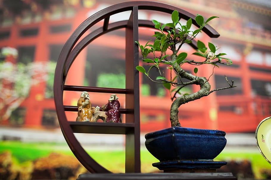 green, leafed, plant, brown, wooden, table, bonsai, japan, tree, focus on foreground