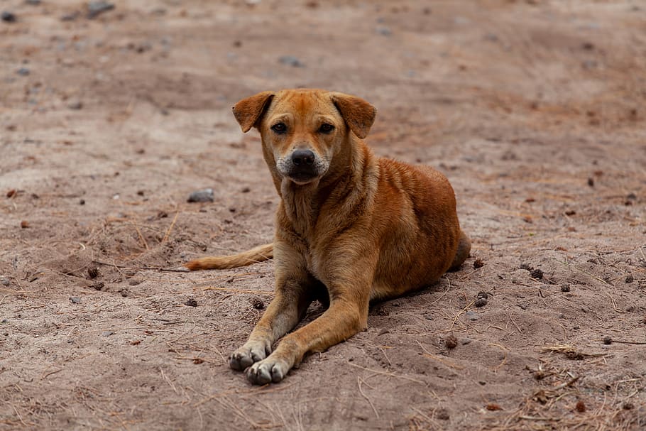 stray dog on beach, brown dog, stray dog, beach dog, abandoned dog, stray, street, dog, beach, sea