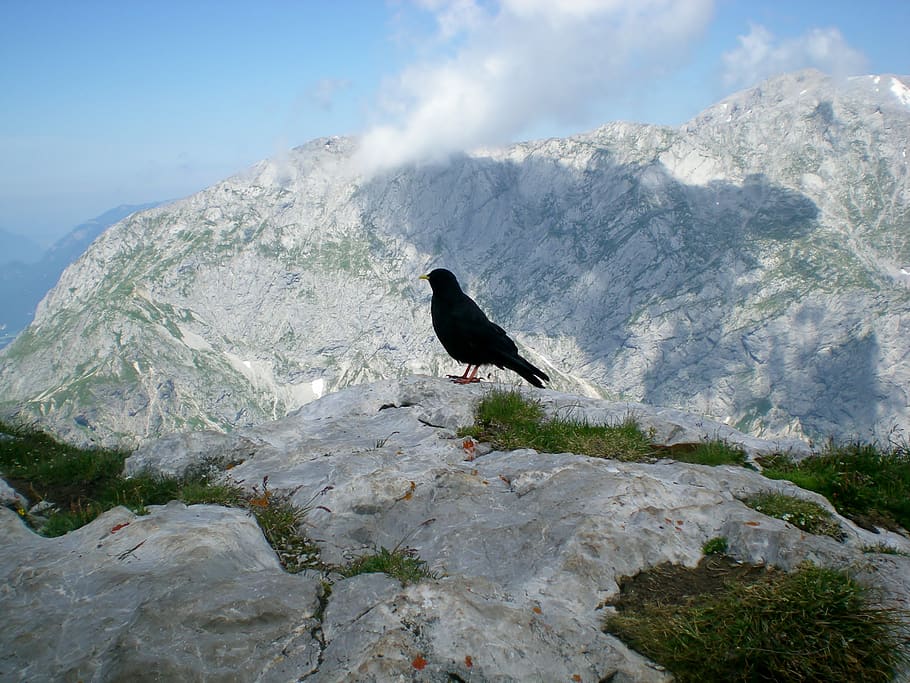 crow, bird, jackdaw, mountain, slope, nature, snow, sky, raven, landscape