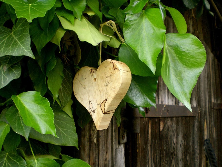 heart-shaped, beige, fruit, tree, heart, symbol, feelings, romantic, ivy, leaves