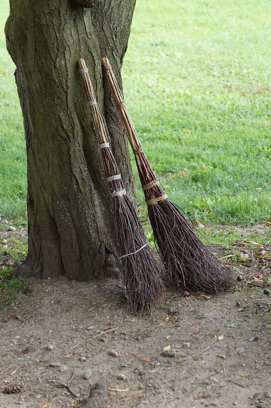 brooms, tree, grass, nature, outdoors, plant, tree trunk, trunk, land, day