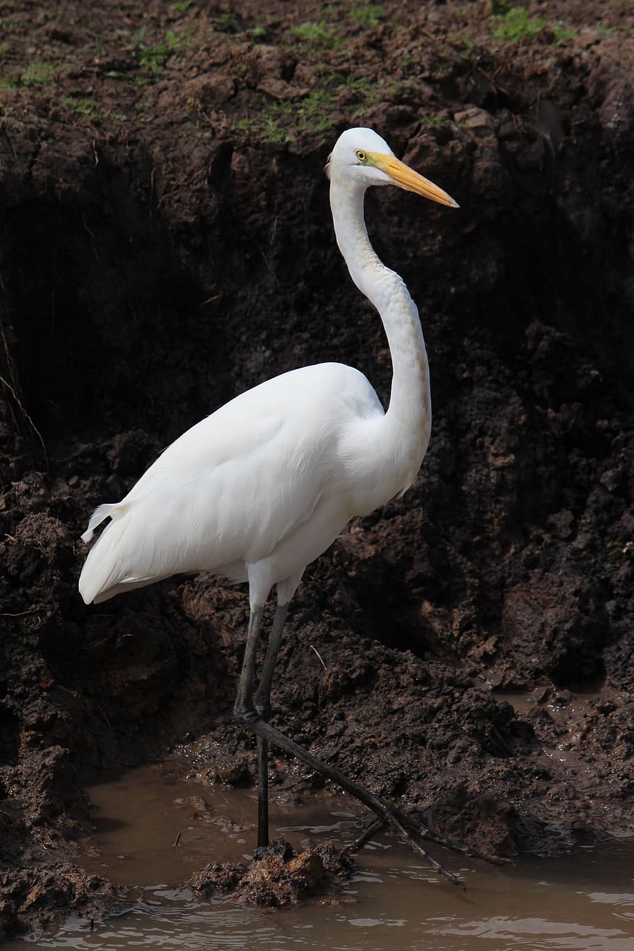Bird, Costa Rica, Nature, Animals, Wild, wildlife, animal, heron, egret, beak