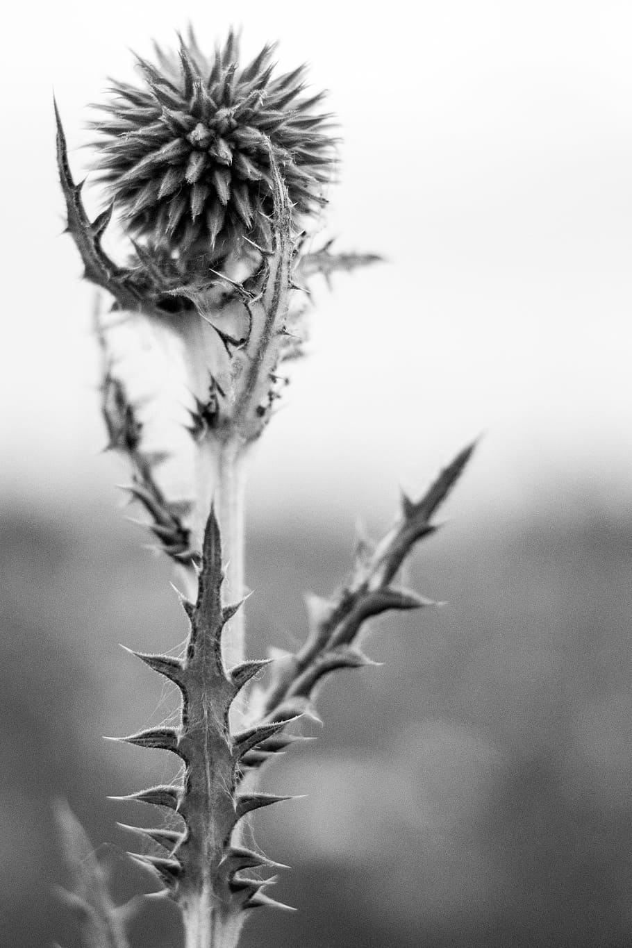 bw, flower, barb, needles, scratchy, nature, plant, close-up, growth, focus on foreground