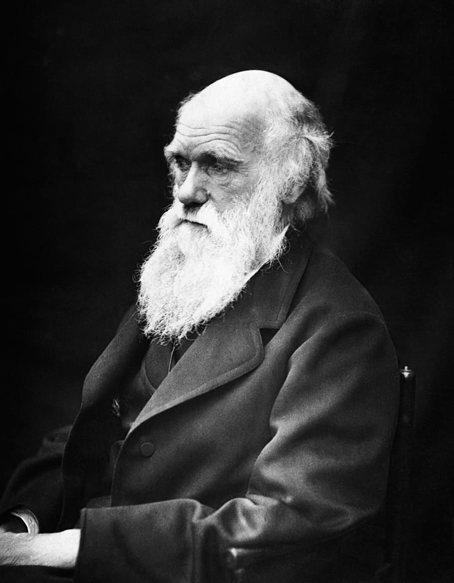 charles darwin, charles robert darwin, scientists, naturalist, theory of evolution, evolution, black And White, senior Adult, people, males