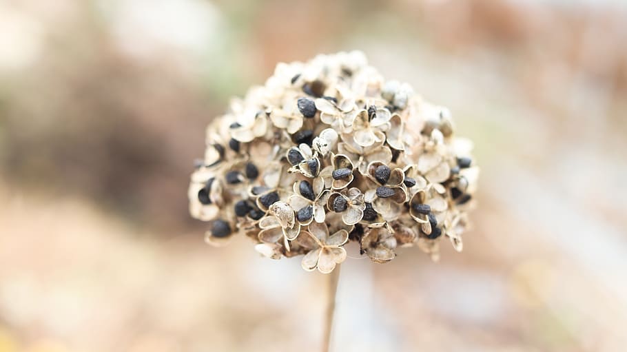 green onion seed, seed, seeds, wave, mr, abstract, plants, close-up, plant, focus on foreground