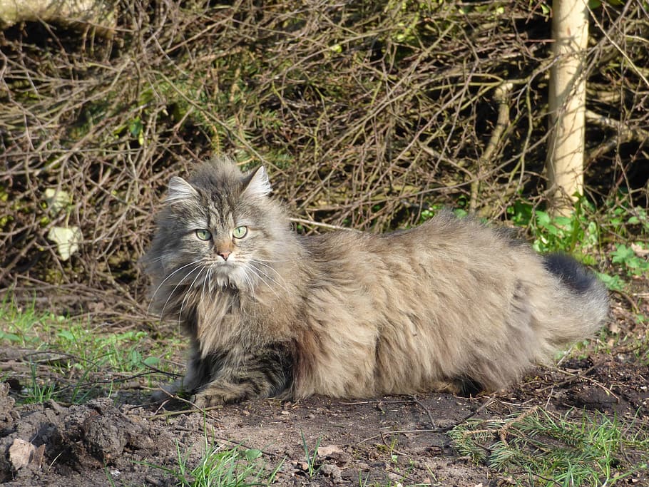 cat, sitting, grass field, norwegian forest cat, long-haired cat, wild cat, animal themes, animal, domestic, mammal
