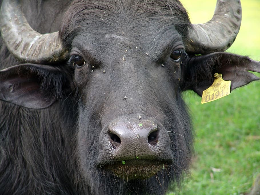 buffalo, wild animals, beef, animal, nature, asia, water Buffalo, cattle, wildlife, animal themes