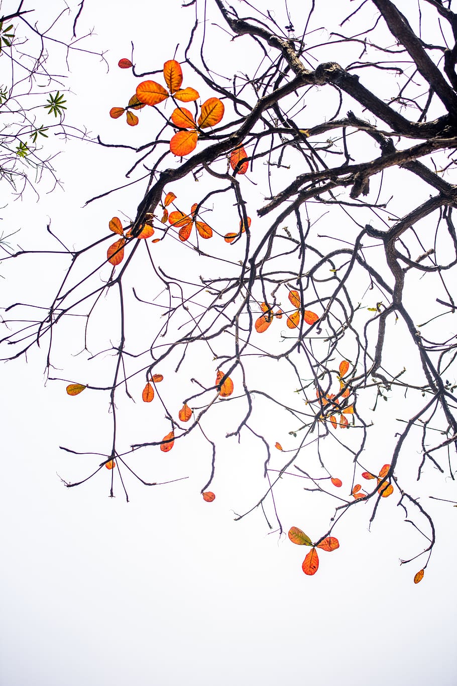 temporada de folhas vermelhas, primavera, vietnã, árvore de catappa terminalia, outono, bonito, filial, colorido, folha, natureza