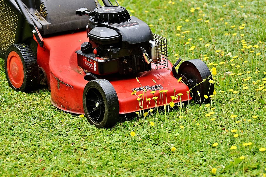 merah, hitam, mendorong, mesin pemotong rumput, hijau, bidang rumput, memotong rumput, berkebun, permukaan rumput, memotong