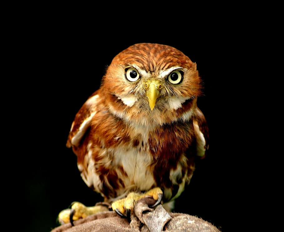 photo of owl, owl, portrait, bird, animal world, night active, feather, raptor, view, portrait eyes