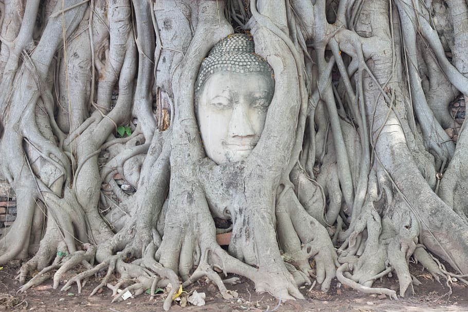 Ayutthaya, Tree, Head, God, Walk, head of god, elephant, asia, seats, seat