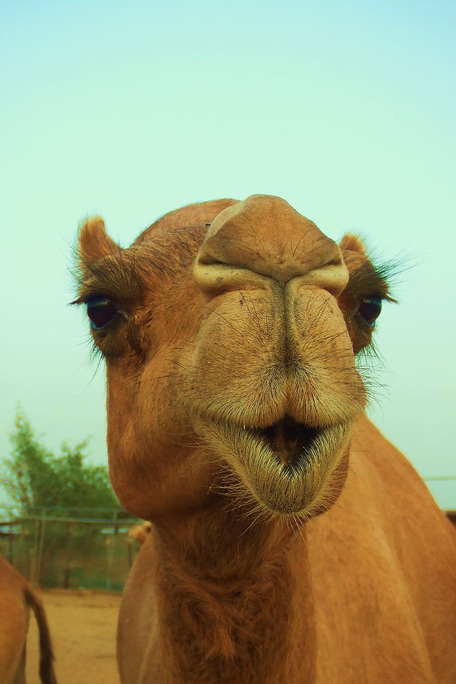 animal, mamífero, naturaleza, camello, vida silvestre, Dubai, desierto, safari por el desierto, leche de camello, beso de camello