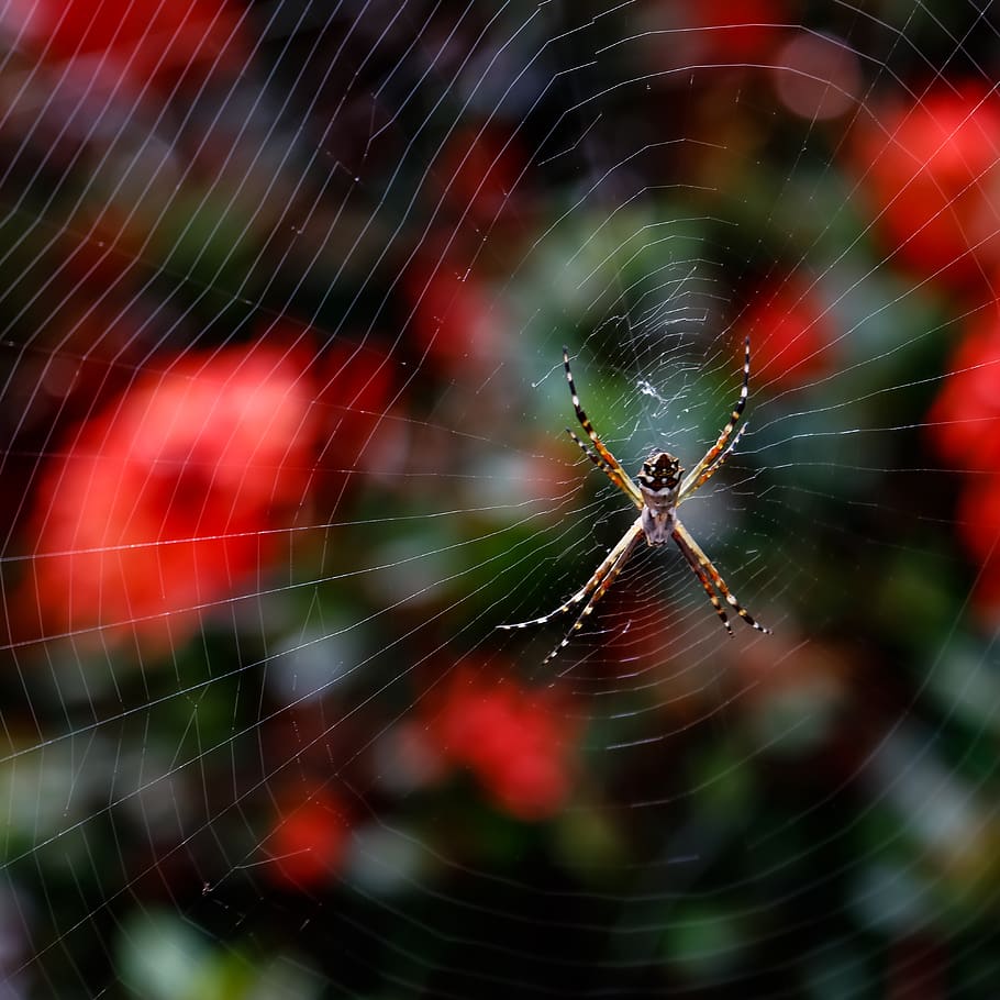 spider, web, trap, insect, arachnid, poison, spider web, animal themes, arthropod, fragility