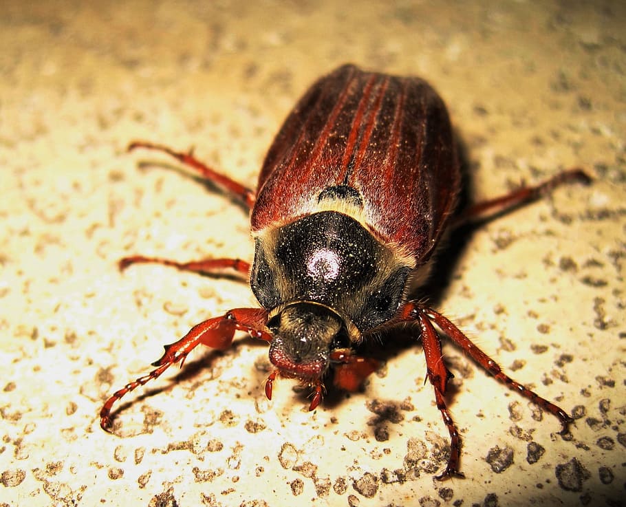 maikäfer, junio, época del año, insecto, escarabajo, marrón, sonda, escarabajo genérico de cuerno de hoja, scarabaeidae, abejorro