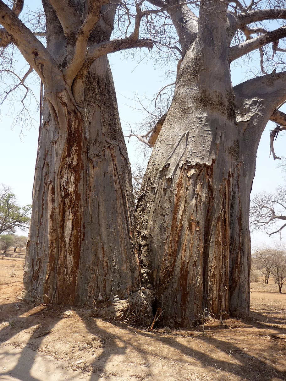 árboles grises gemelos, árbol, baobab, registro, África, gemelo, sombra, estética, corteza, dúo