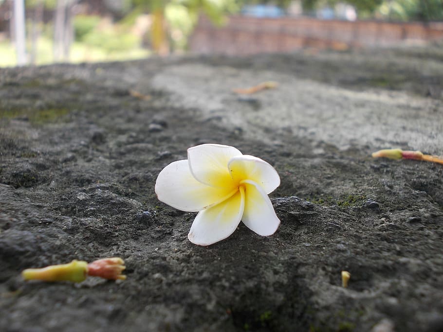 花 白 フランジパニ カラチチ 香り高い 黄色 花びら 花頭 もろさ 自然 Pxfuel