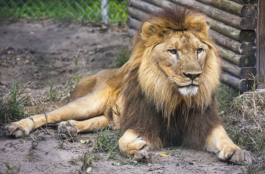león, amarillo, descansando, naturaleza, suciedad, adulto, macho, fauna silvestre, animal, temas de animales