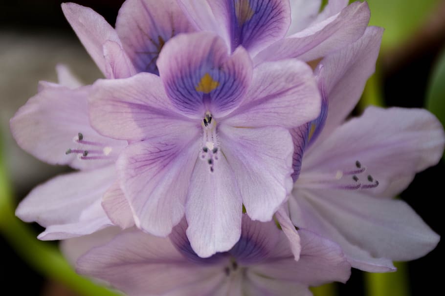 orchid, purple flowers, lotus, purple, flower, cho, refreshing, the green, flower garden, spider webs