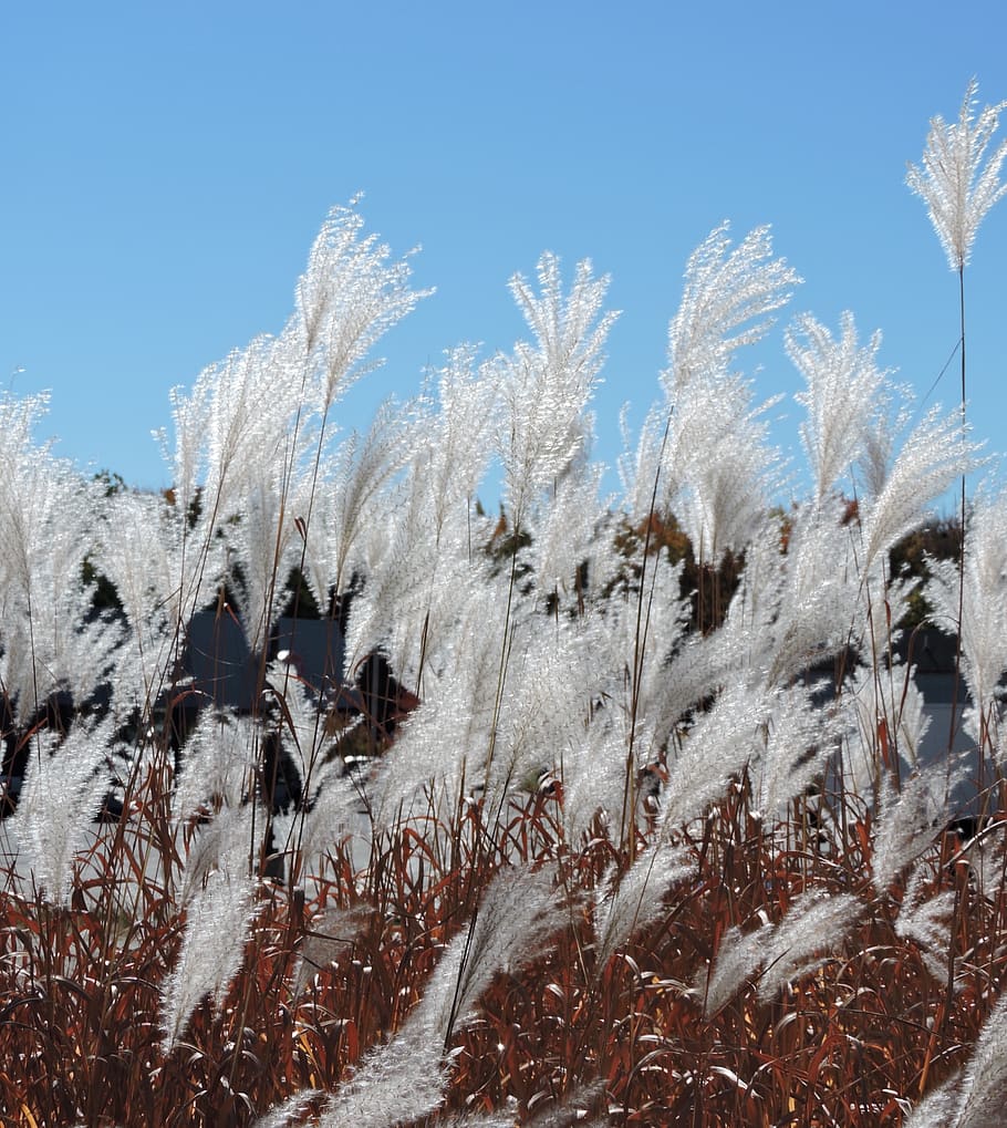 pampas, grass, white, seeds, outdoors, field, sky, cold temperature, snow, winter