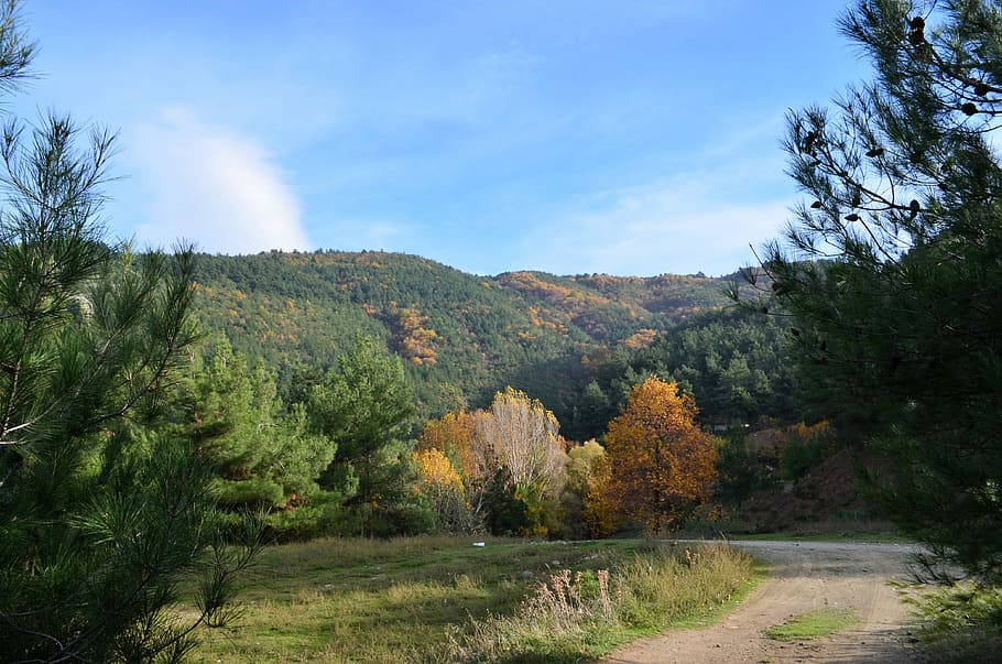 Outono, Turquia, Bolsa de estudos, doburca, paisagem da vila, natureza, árvore, paz, floresta, bonita