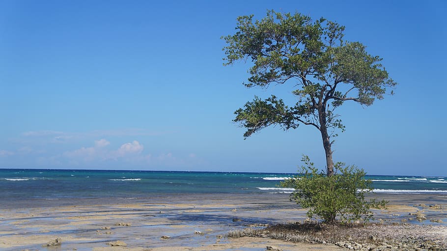 árbol, playa, océano, Jamaica, agua, naturaleza, mar, isla, cielo, tierra |  Pxfuel