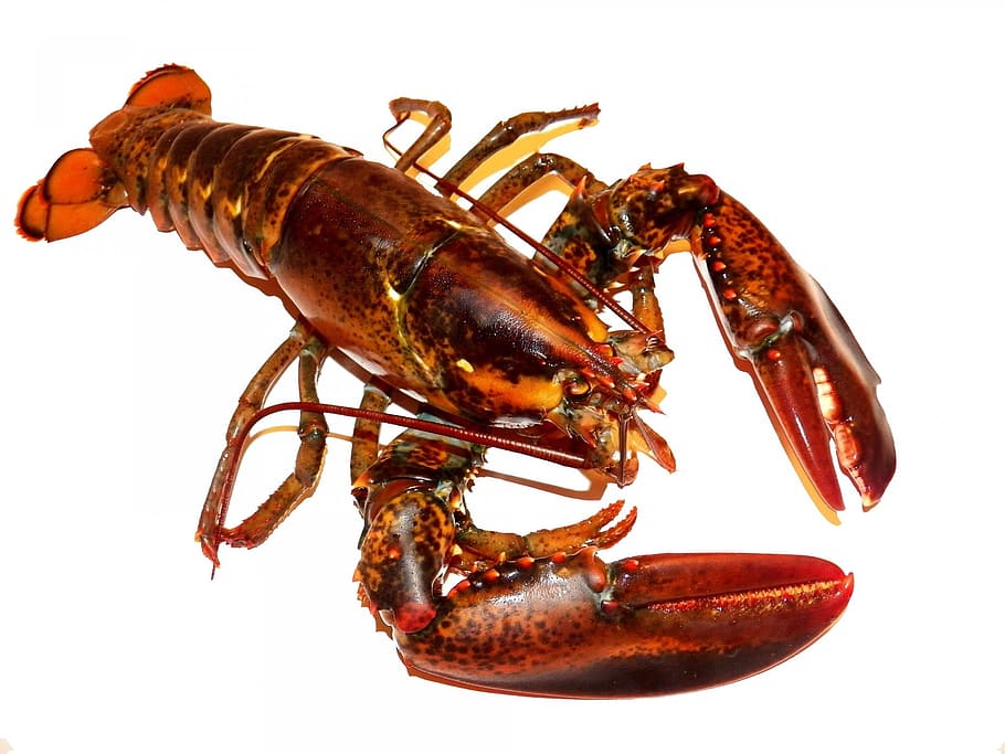 brown lobster, red lobster, lobster, lobsters, live, food, meal, meals, mealtime, kitchen