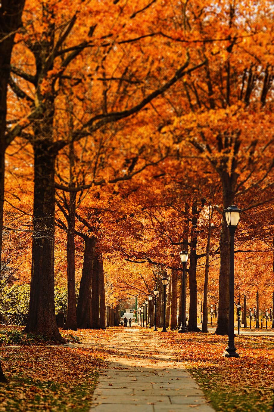 dois, pessoa, acordando, rua, foto, outono, estação, caminho, folha, árvores