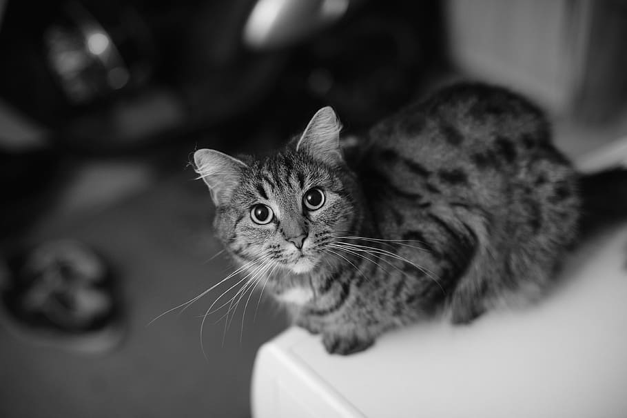 grayscale photo, tabby, cat, female cat, portrait, gray-striped cat, cats-eyes, pupils, face, pets