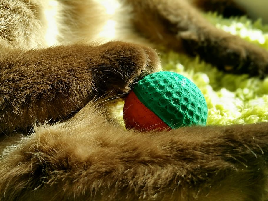 Cat, Paws, Play, Ball, Adidas, play, ball, close-up, indoors, stuffed toy, pets