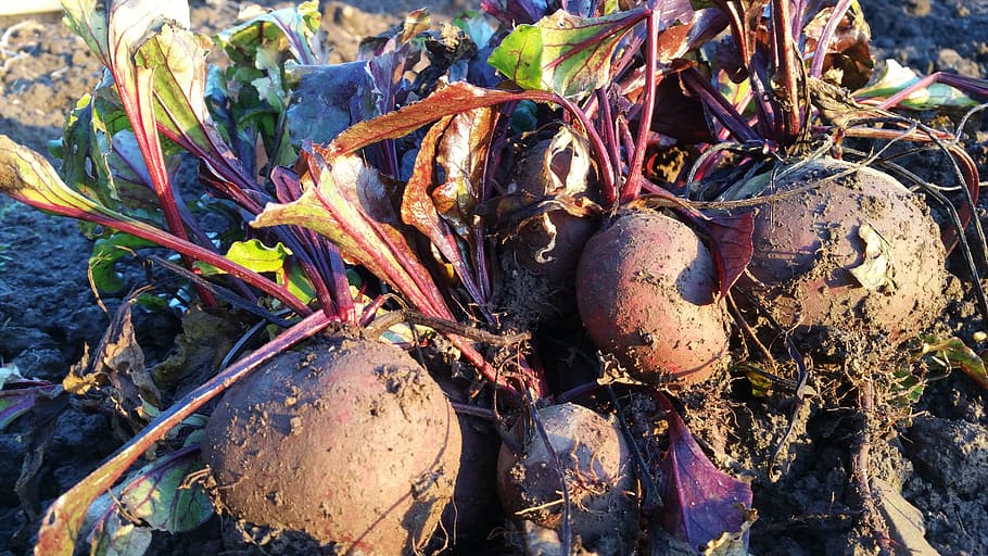 beetroot, allotment, growing, gardening, harvesting, plant, day, nature, food and drink, food