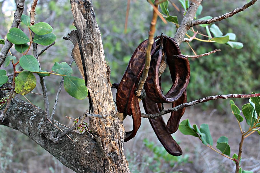 carob tree, fruit of the carob tree, vegetable, mediterranean, tree, nature, autumn, plant, branch, focus on foreground