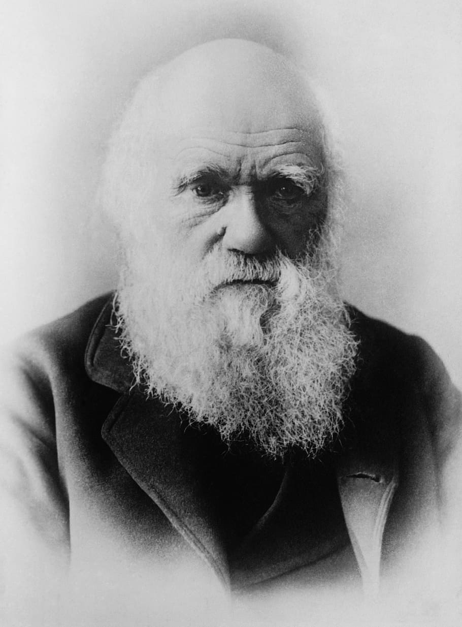 man portrait, charles darwin, scientists, theory of evolution, evolution, black and white, man, portrait, beard, bald head