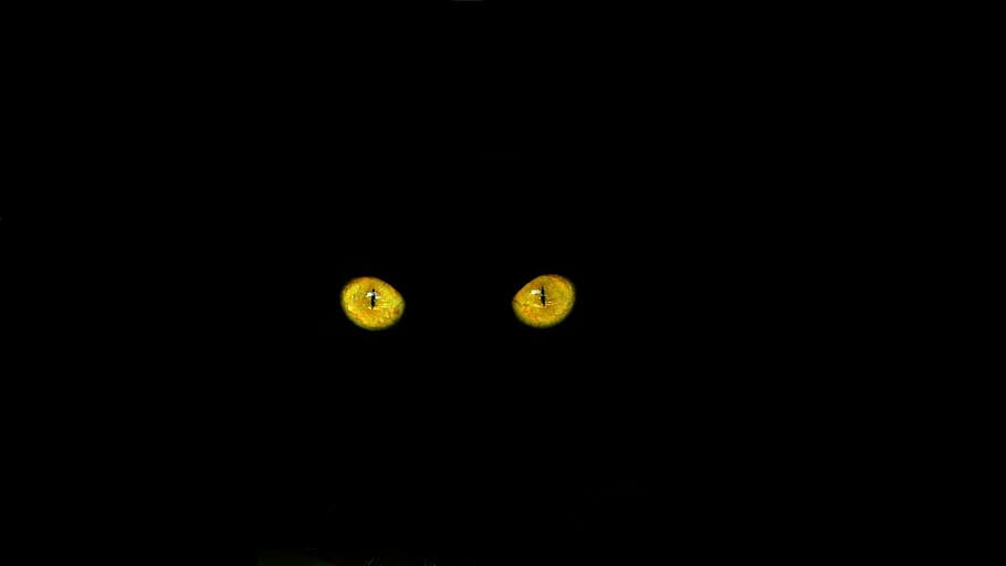 par, amarillo, ojo, negro, fondo, ojos de gato, gato negro, gato, felino, luna