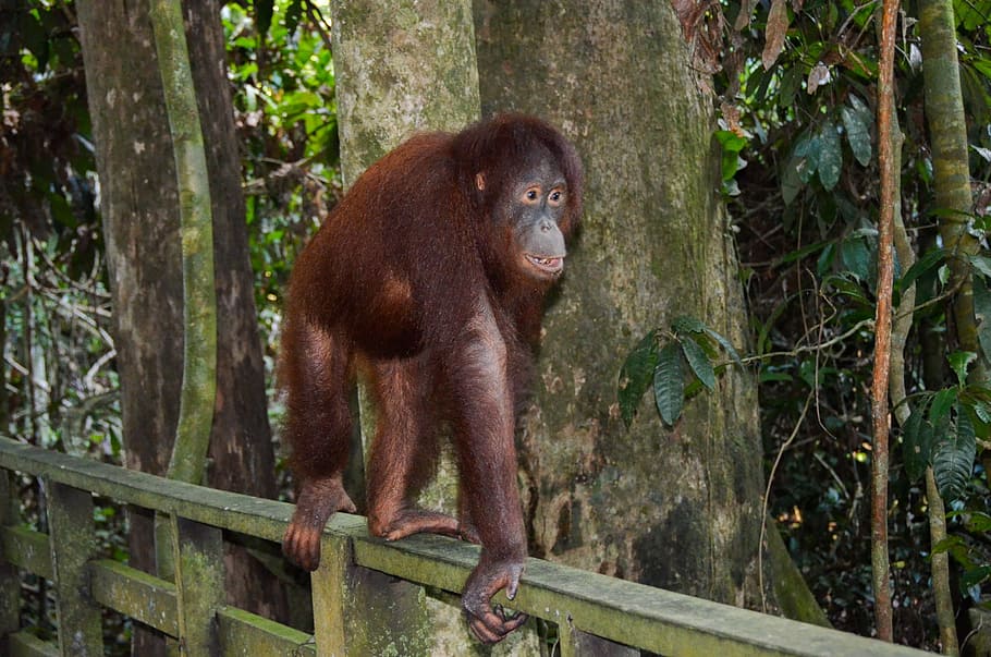 Orangutan, Kera, Primata, Arboreal, margasatwa, borneo, satu hewan, satwa liar, hewan, mamalia