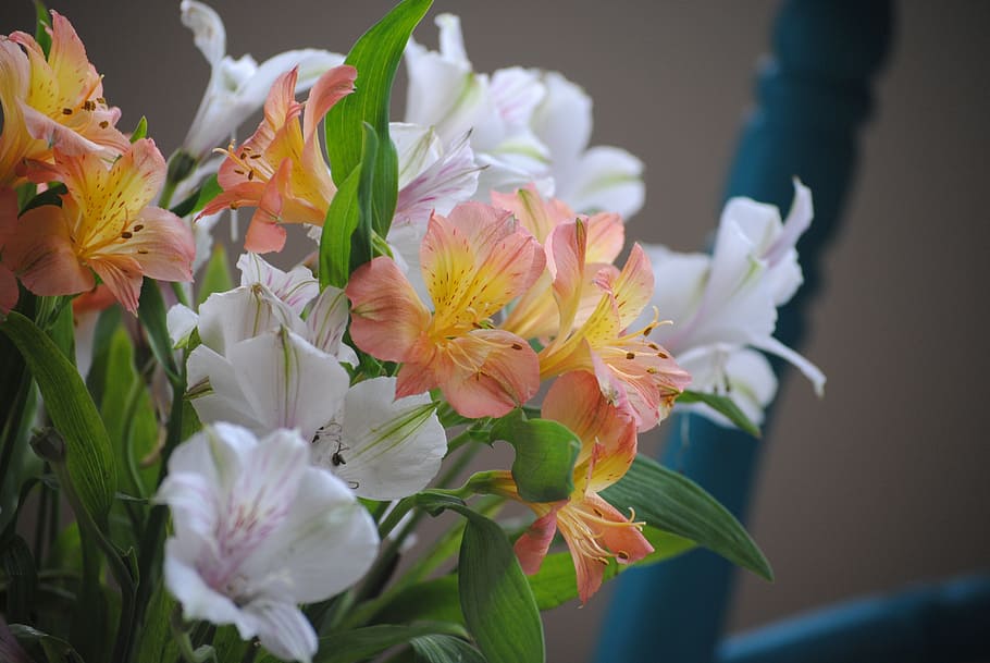Rosa, blanco, centro de mesa de flores, selectivo, foco fotográfico, flores, naranja, planta, floración, naturaleza
