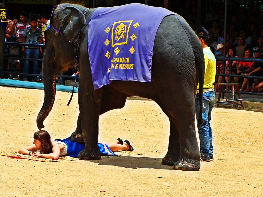 hitam, gajah, loncatan, wanita, Pattaya, Elephant Show, Thailand, pertunjukan, hewan, zoologi