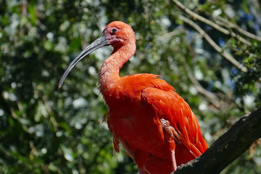 orange, belly long-beaked bird perching, tree branch, bill, exot, animal, red, zoo, feather, creature
