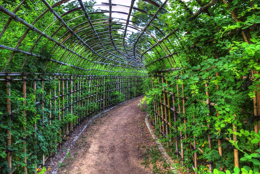 tunnel, flowers, park, future, their destination, opaque, plant, tree, green color, the way forward